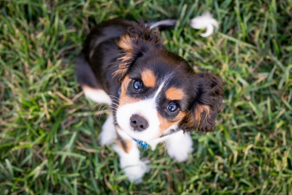 A Comprehensive Guide To Taking Care Of A Puppy On A Budget Thrifty