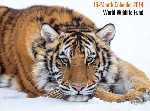 FREE 2014 16 Month WWF Calendar | Thrifty Momma Ramblings