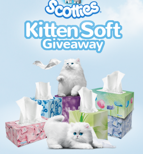 scotties-kitten-giveaway