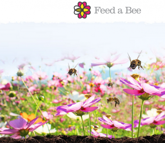 Feed a bee