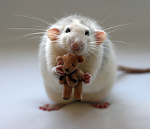 Mouse with bear