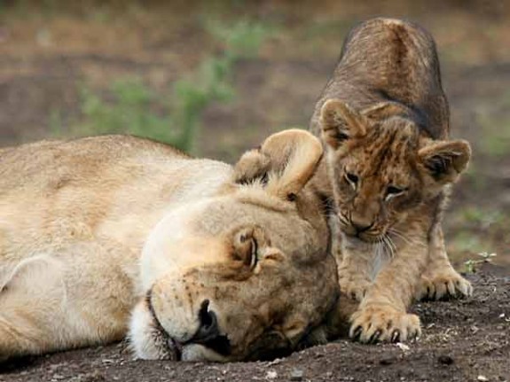 lion-cub