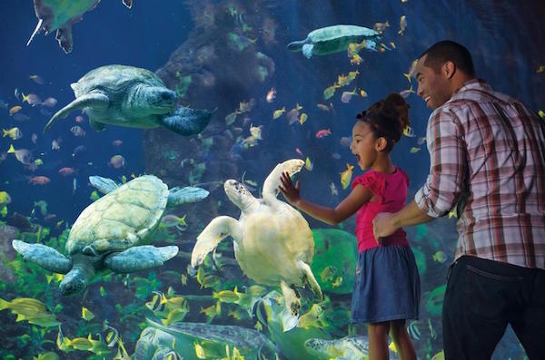 Get FREE SeaWorld Teachers’ Fun Card + 2 Single Day Tickets ! The 