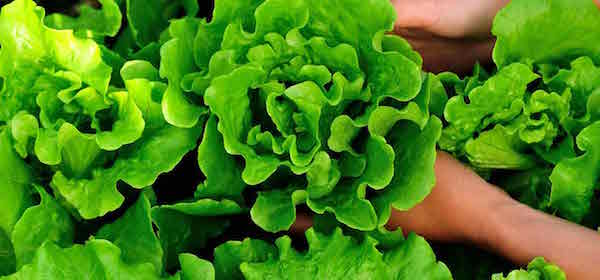 24-Best-Benefits-Of-Lettuce-Kasmisaag-For-Skin-Hair-And-Health copy