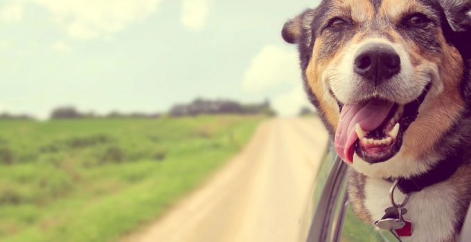 best dog probiotics on the market