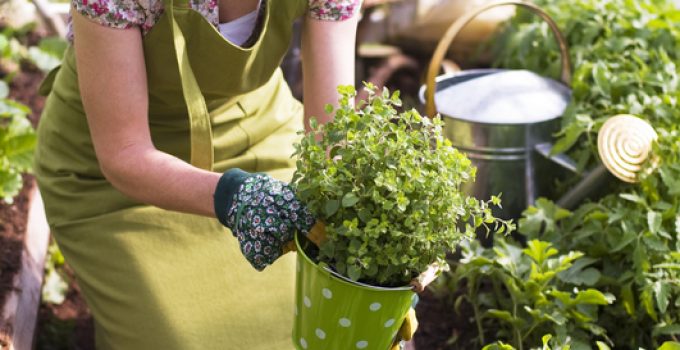 cheap gardening tools