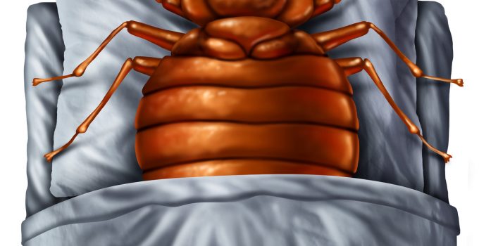 diy bed bug