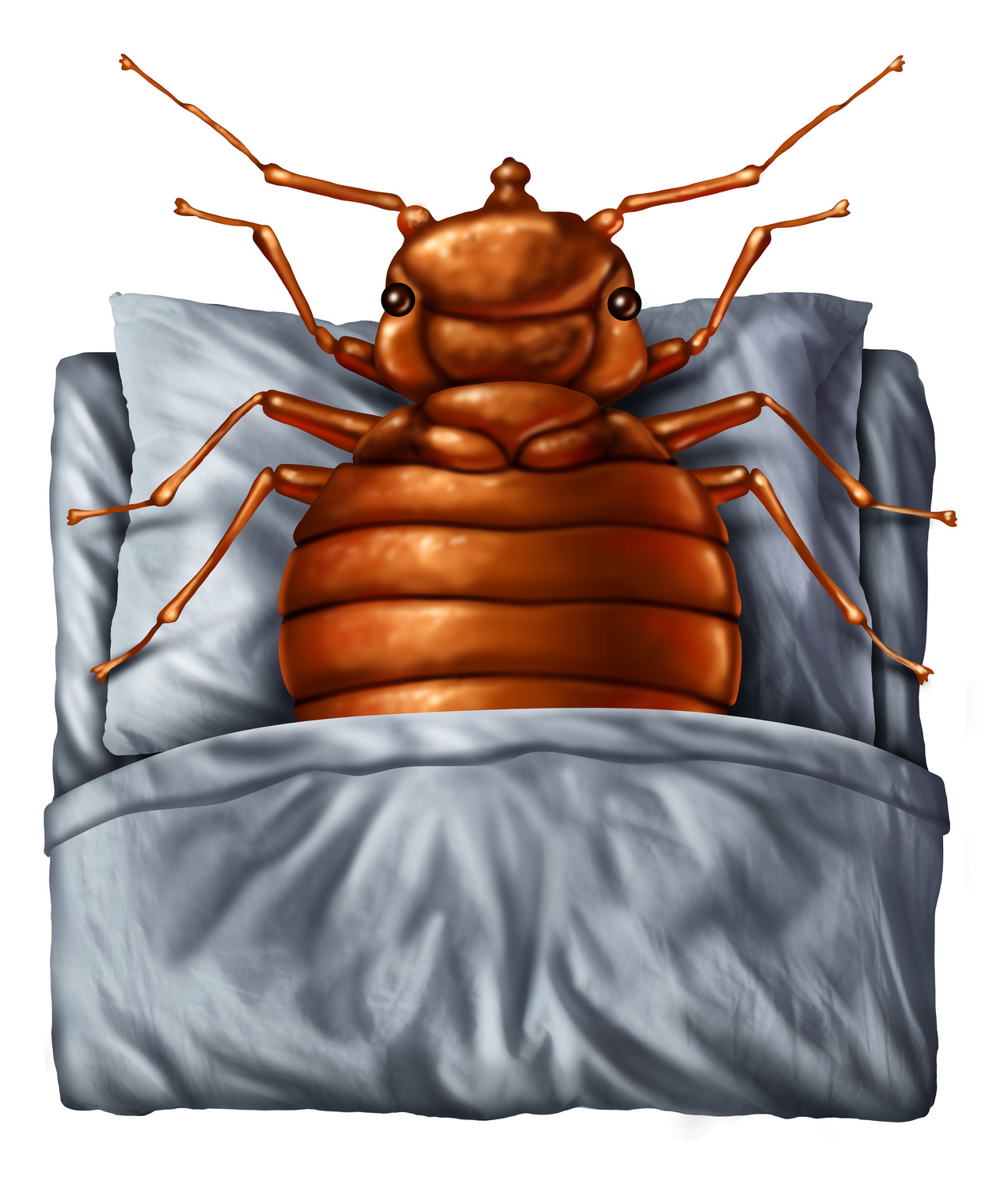 diy bed bug