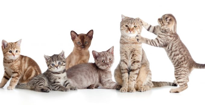cat products
