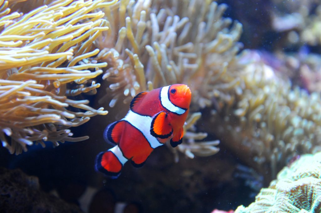 The Ultimate Guide to Owning Saltwater Fish | Thrifty Momma Ramblings