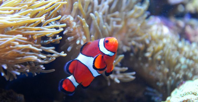 saltwater fish