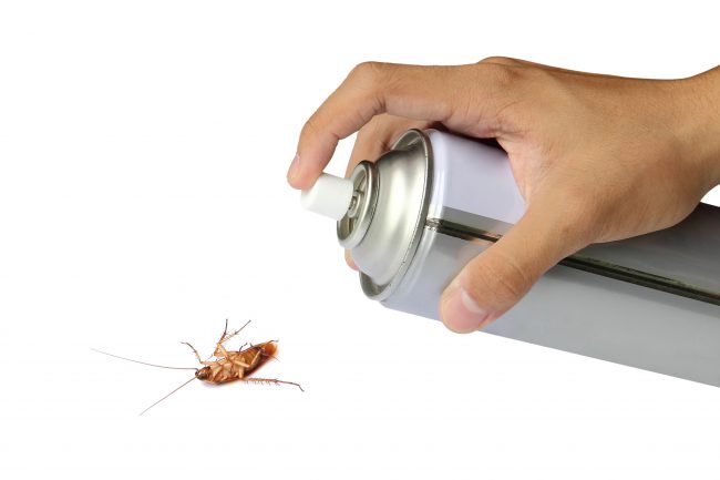 When You Can Do Your Own Pest Control and When It's Time to Call in the Pros | Thrifty Momma ...
