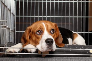 dogcratetraining