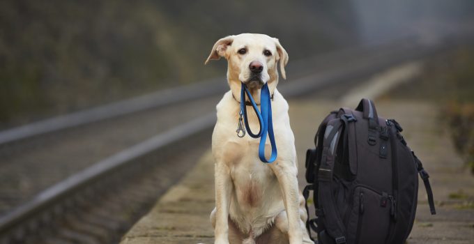 dog travel