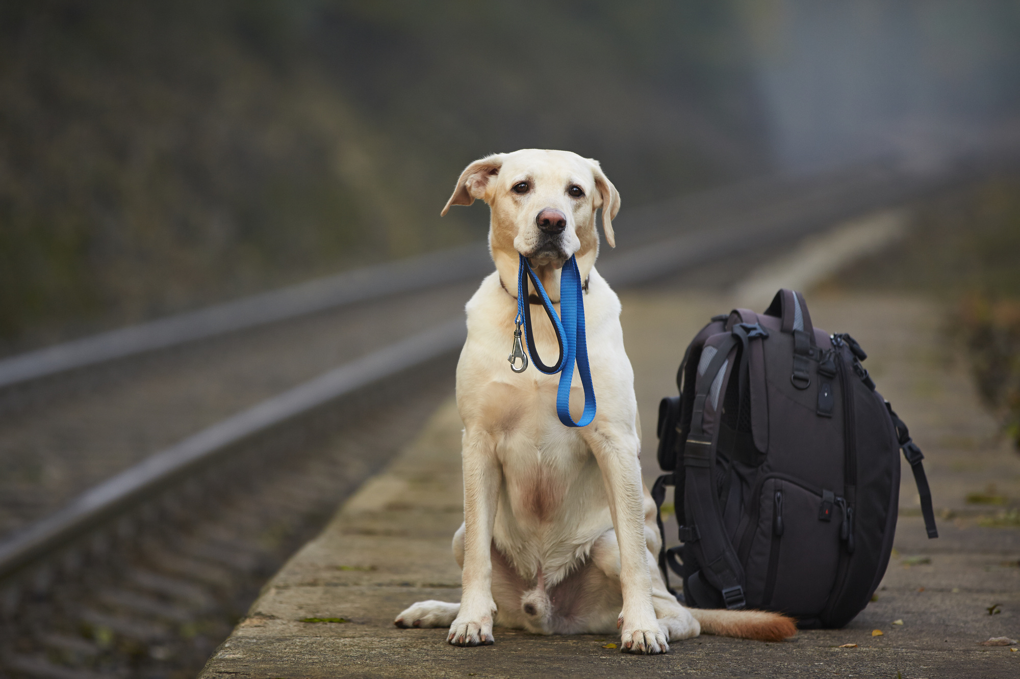 travelling to the us with a dog