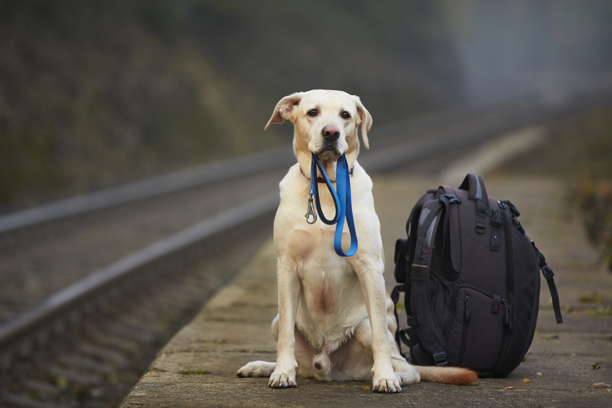 which dog travel