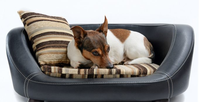 luxury pet beds