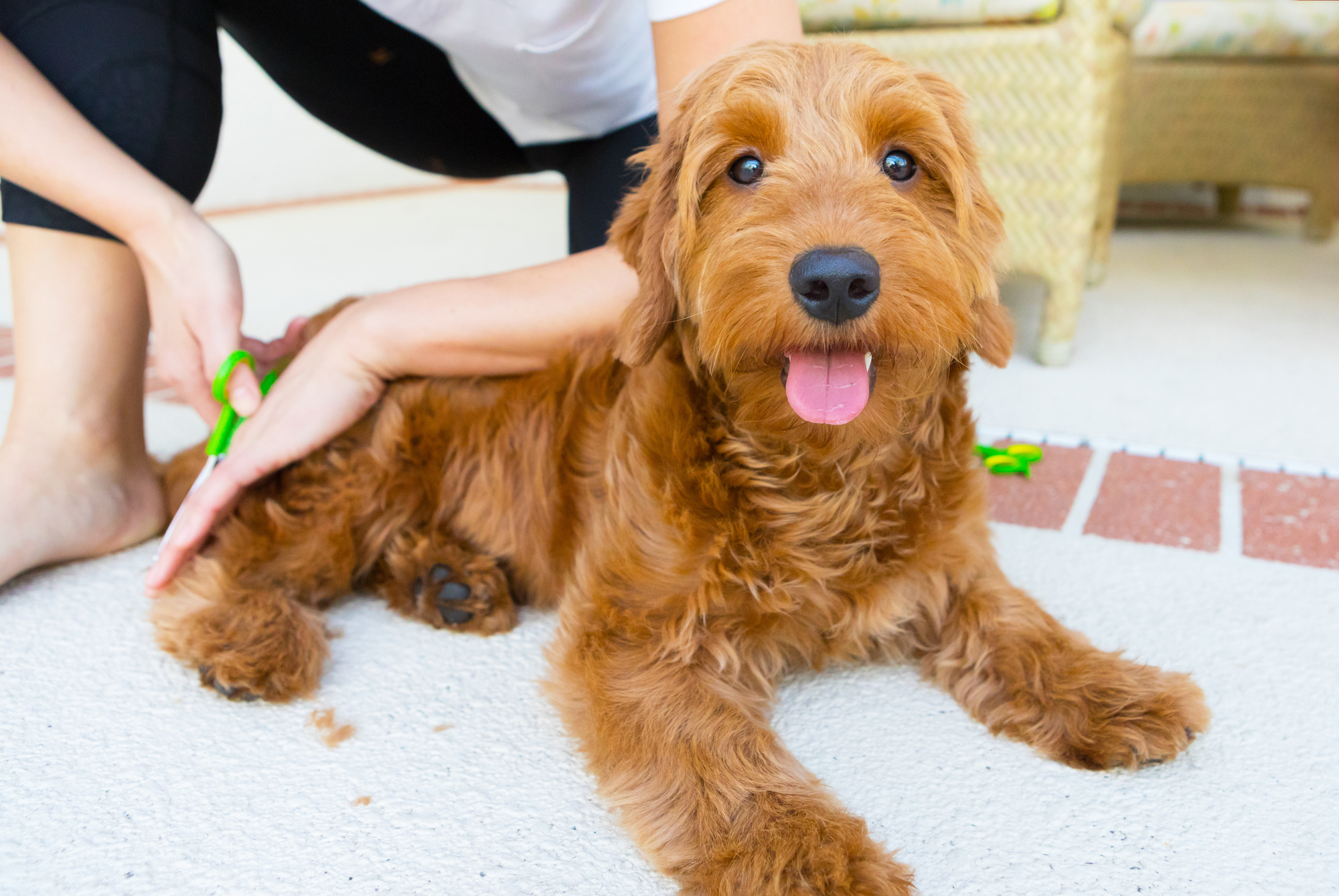 puppy grooming