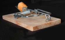 diy pest control