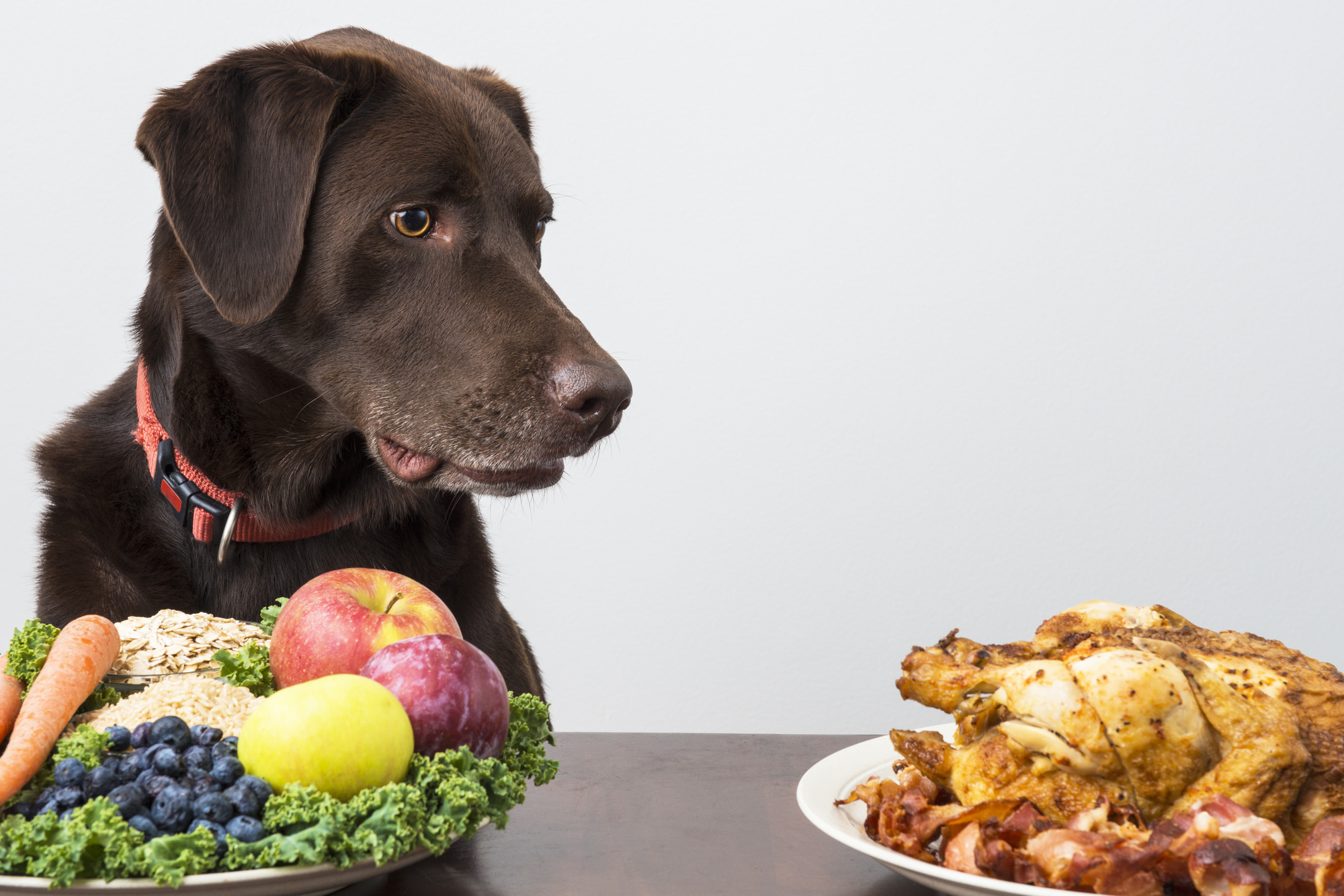 making your own dog food