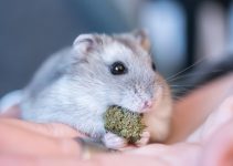 happy hamster