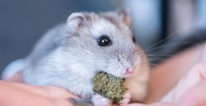 happy hamster