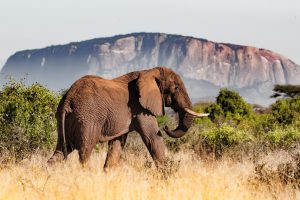 affordable african safari