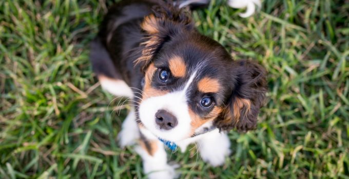 taking care of a puppy