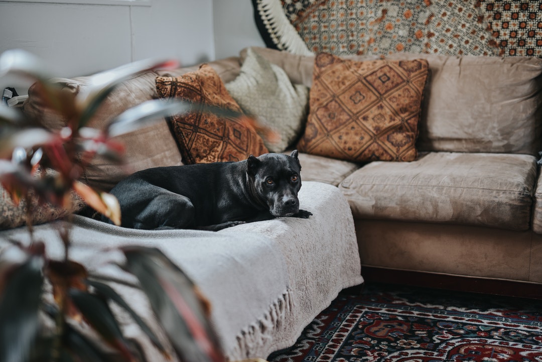 livingroom with dog on couch