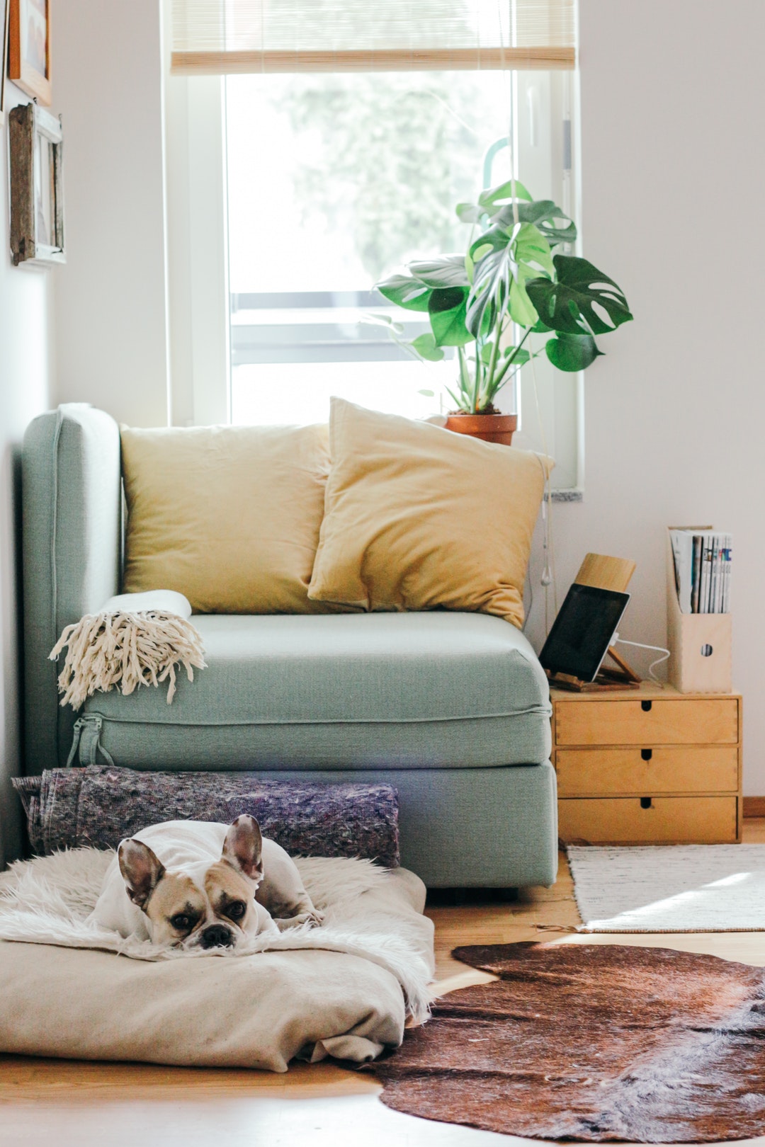 living room with dog