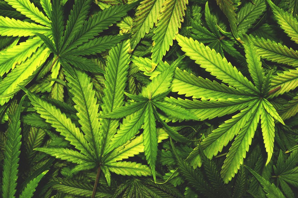 pot plant