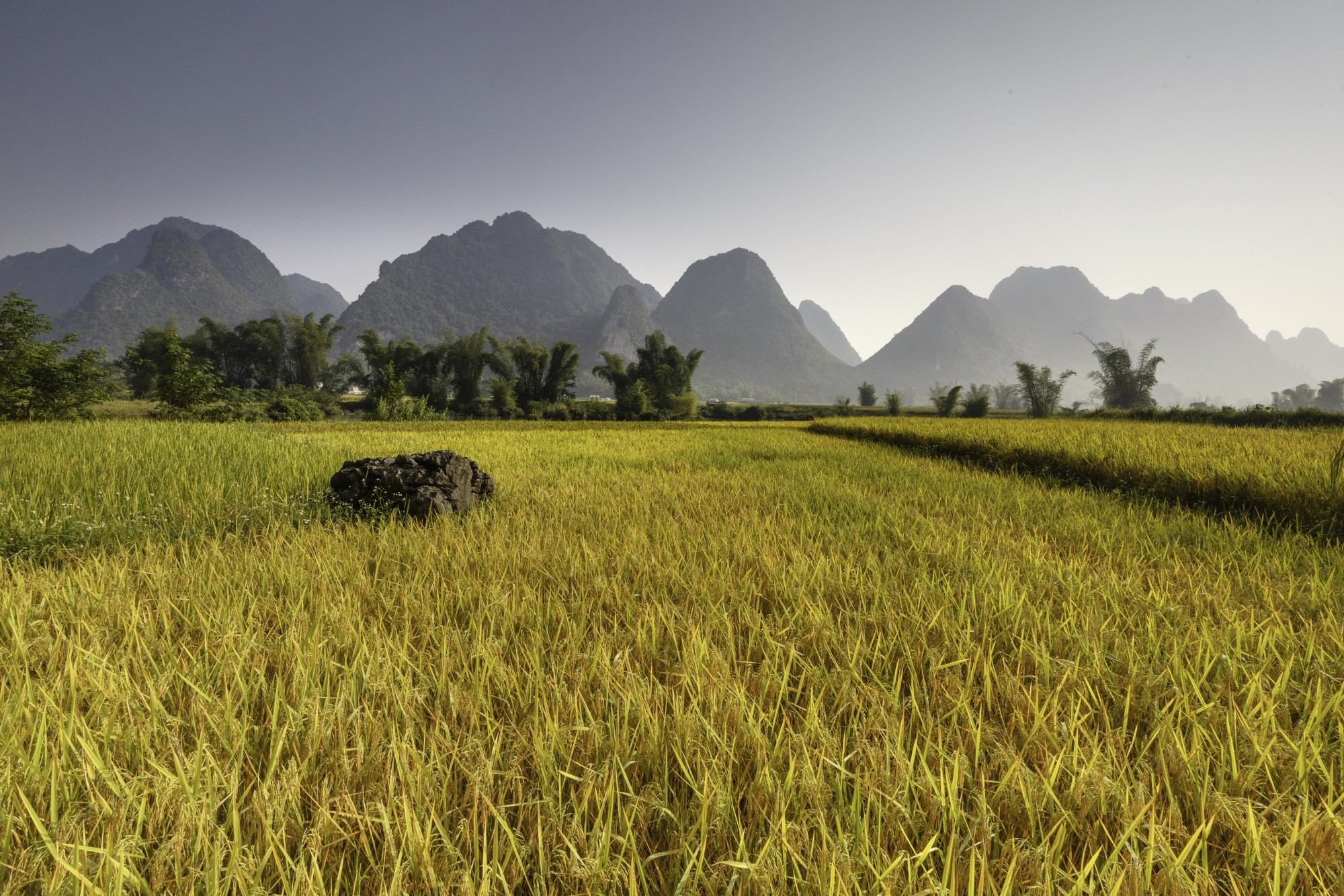 field and mountains in asia