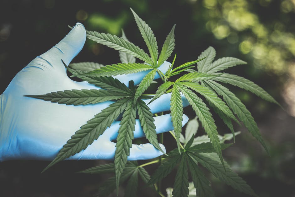 marijuana plant and hand with glove