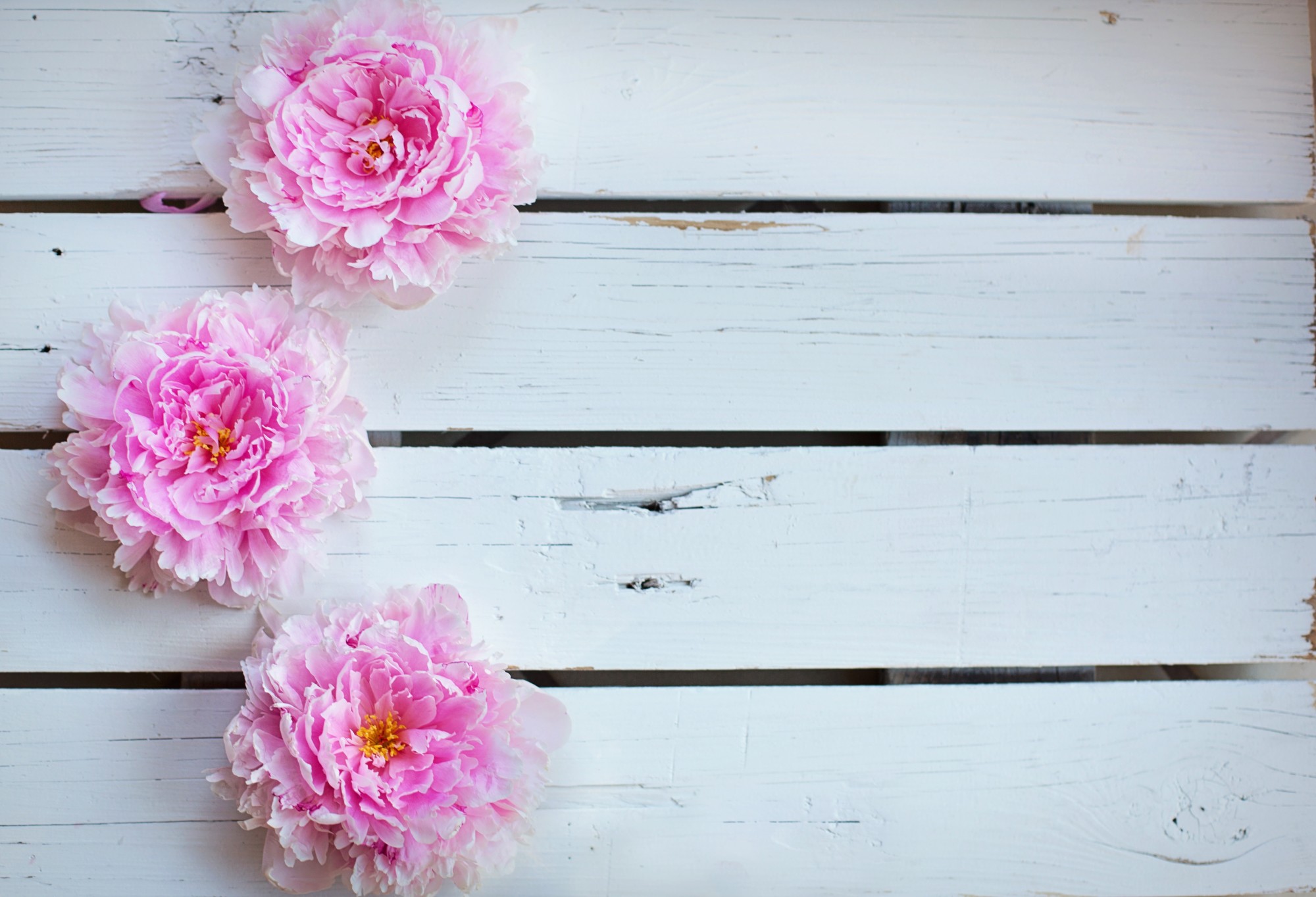 flowers on wood planks