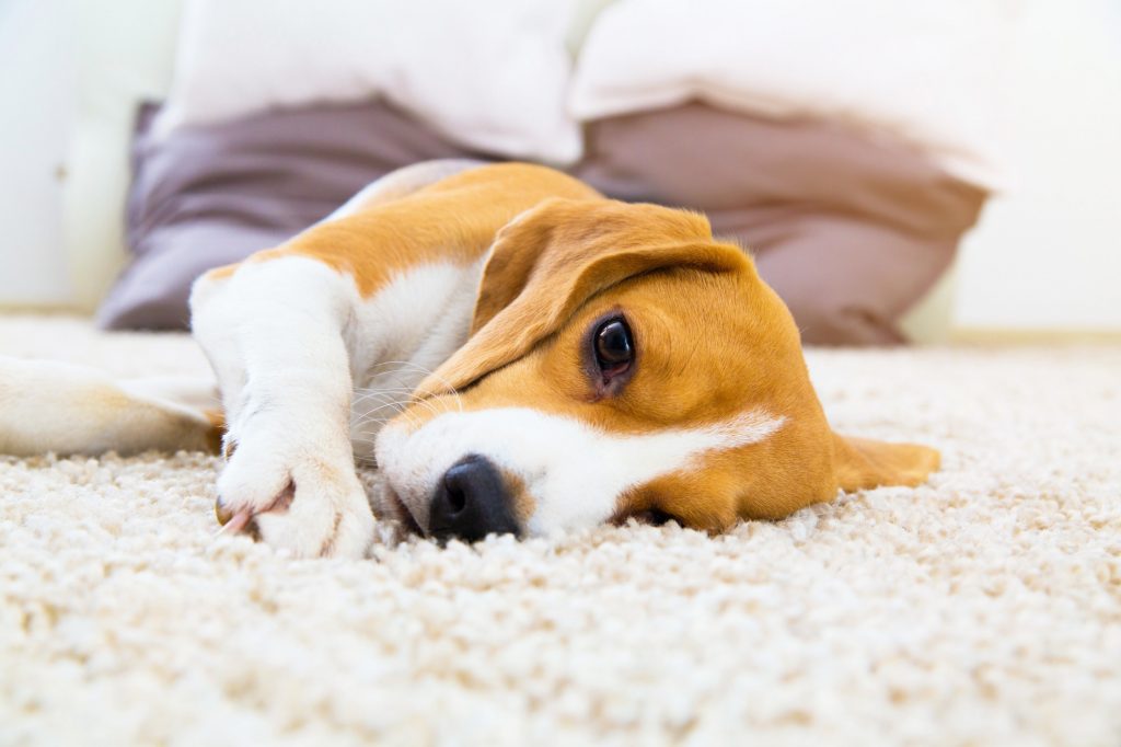 Creating a Pet Friendly Home