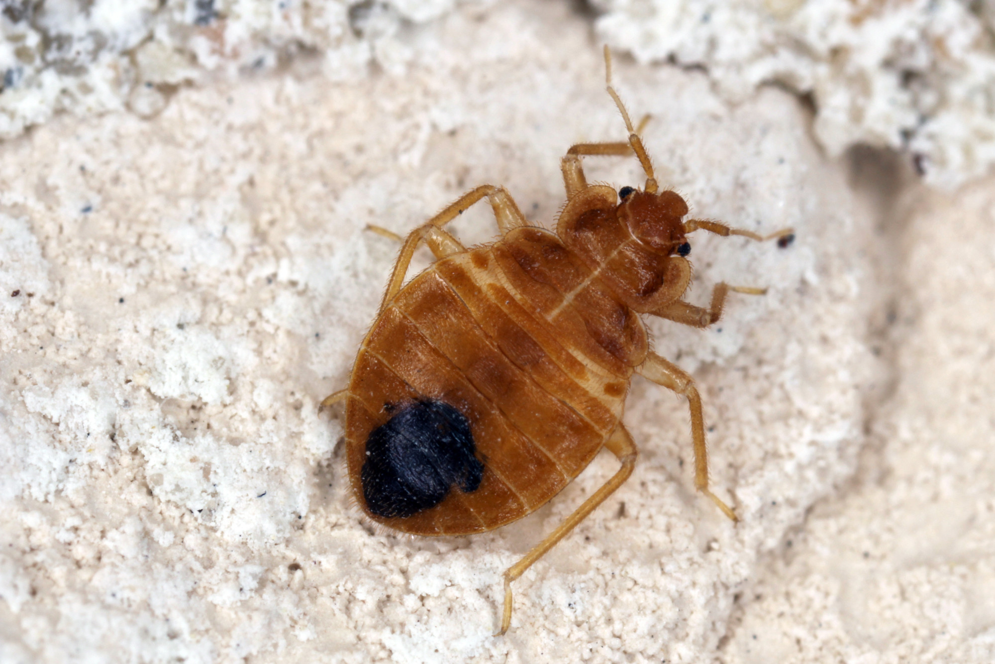 Signs of Bed Bugs in Houses