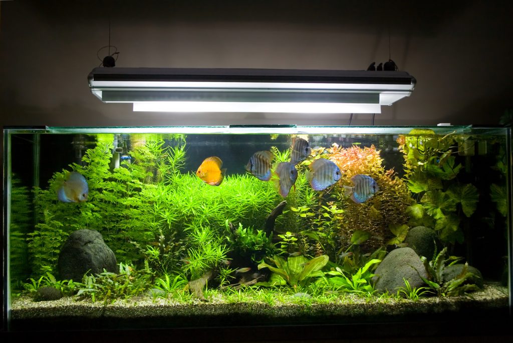Reduce Algae in Your Fish Tank